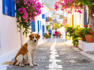 道端にたたずむ野良犬