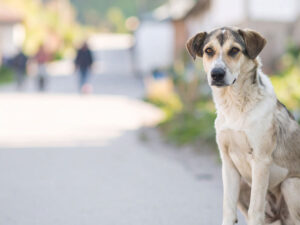道端にたたずむ野良犬