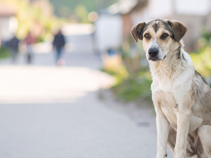 道端にたたずむ野良犬