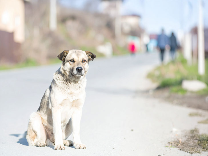 道端にたたずむ野良犬