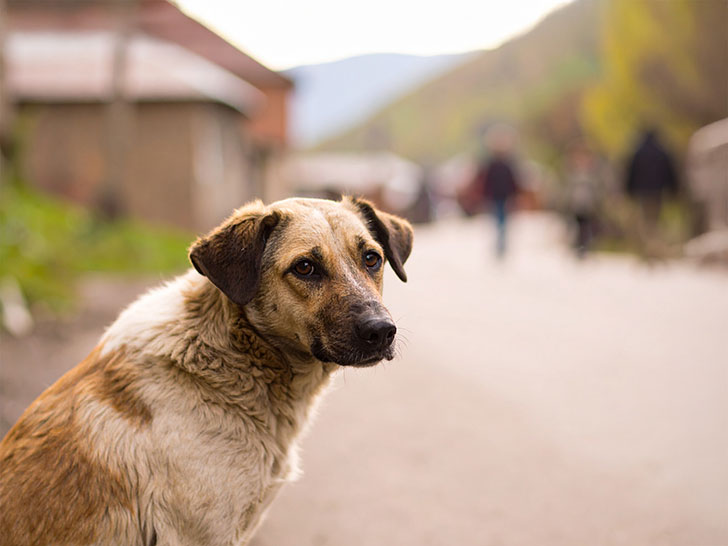 道端にたたずむ野良犬