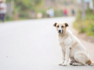 道端にたたずむ野良犬