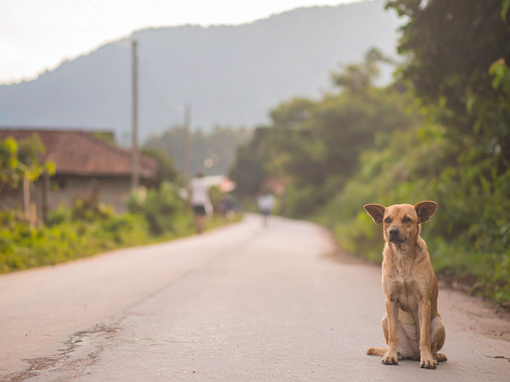 道端にたたずむ野良犬