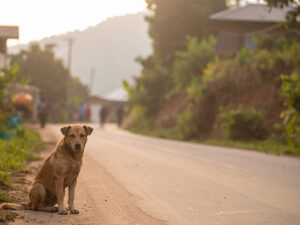 道端にたたずむ野良犬