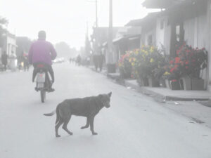 道端にたたずむ野良犬