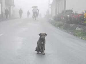 道端にたたずむ野良犬