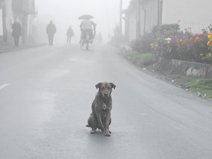 道端にたたずむ野良犬