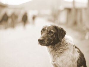 道端にたたずむ野良犬