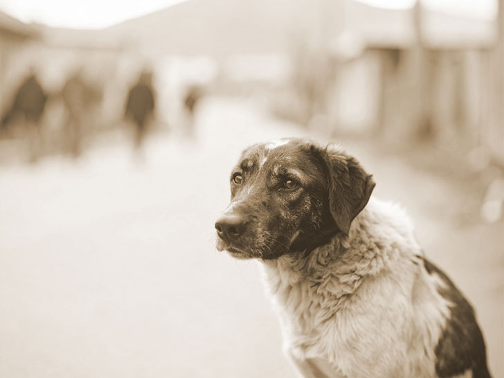 道端にたたずむ野良犬