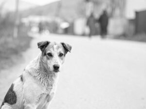 道端にたたずむ野良犬