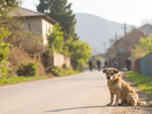 道端にたたずむ野良犬