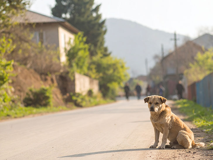 道端にたたずむ野良犬