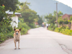 道端にたたずむ野良犬
