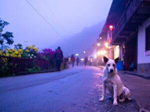 道端にたたずむ野良犬