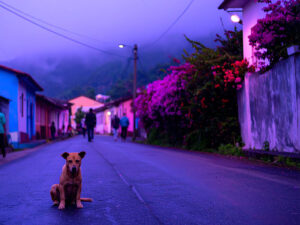 道端にたたずむ野良犬