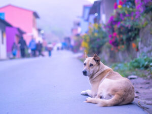 道端にたたずむ野良犬