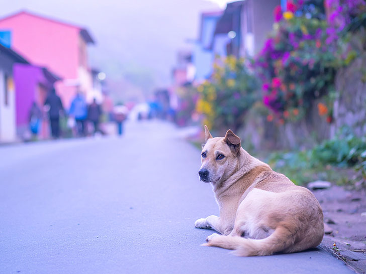 道端にたたずむ野良犬