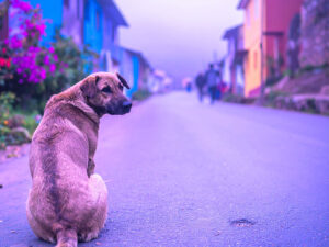 道端にたたずむ野良犬