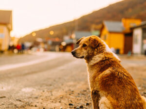 道端にたたずむ野良犬
