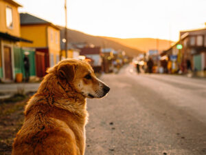 道端にたたずむ野良犬