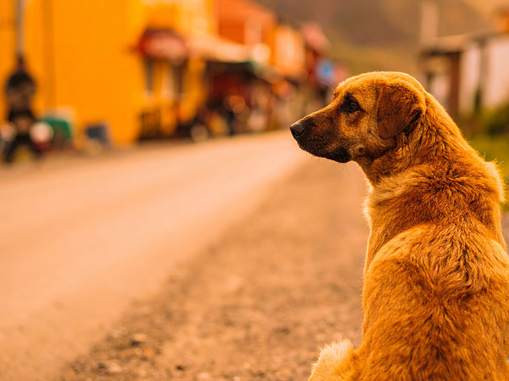 道端にたたずむ野良犬