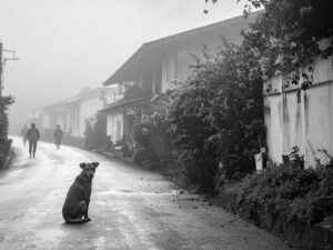 道端にたたずむ野良犬
