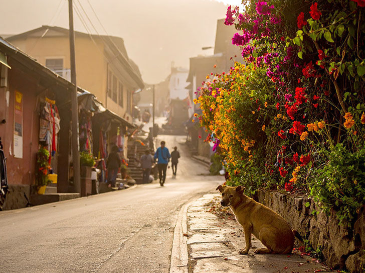 道端にたたずむ野良犬