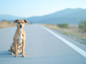 道端にたたずむ野良犬