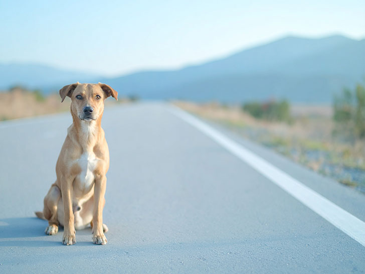 道端にたたずむ野良犬