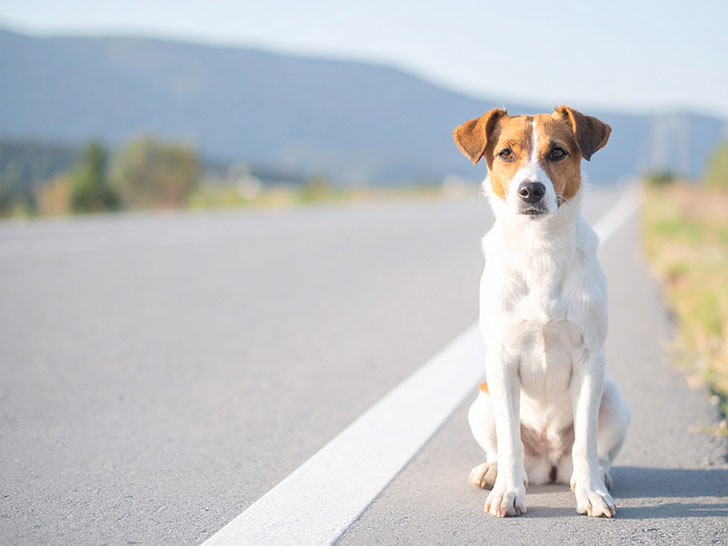 道端にたたずむ野良犬