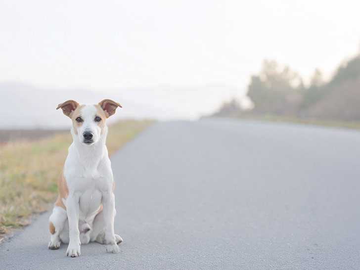 道端にたたずむ野良犬