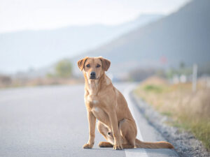 道端にたたずむ野良犬
