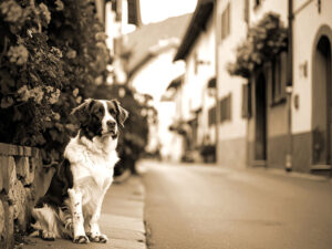 道端にたたずむ野良犬