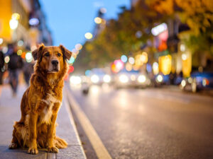 道端にたたずむ野良犬