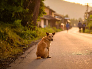 道端にたたずむ野良犬