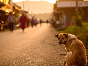 道端にたたずむ野良犬