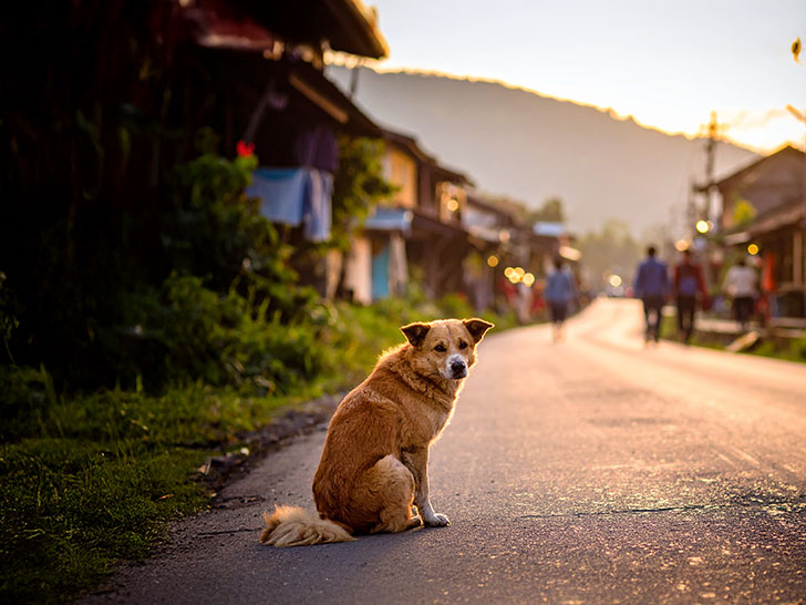 道端にたたずむ野良犬