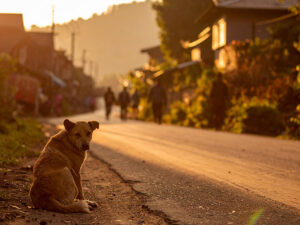 道端にたたずむ野良犬