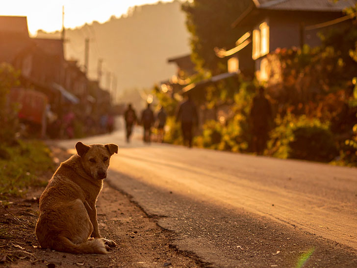 道端にたたずむ野良犬