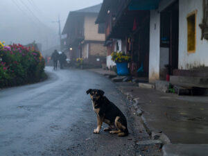 道端にたたずむ野良犬
