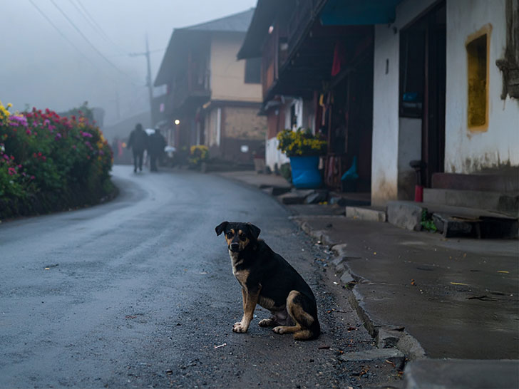 道端にたたずむ野良犬