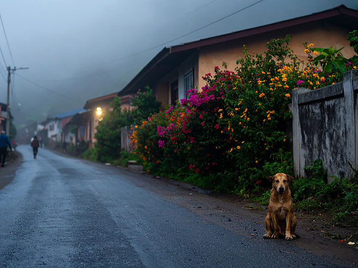 道端にたたずむ野良犬