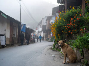 道端にたたずむ野良犬