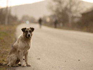 道端にたたずむ野良犬