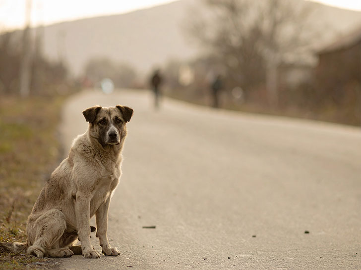 道端にたたずむ野良犬