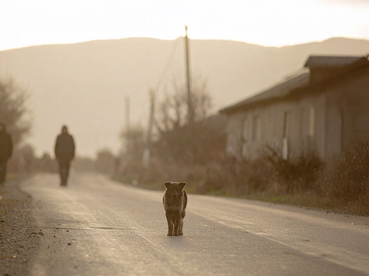 道端にたたずむ野良犬