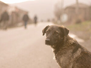 道端にたたずむ野良犬
