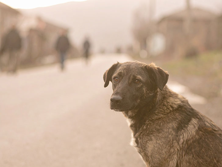 道端にたたずむ野良犬