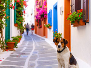 道端にたたずむ野良犬