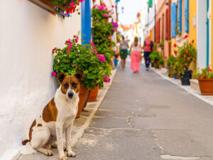 道端にたたずむ野良犬